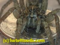 /home//u458753944/public_html/sourcegallery////////////////Insects and small critters/spiders and kin (Arachnida)/P4140644.JPG